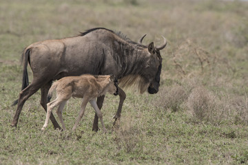 Naklejka na ściany i meble Mama Wildebeest and Calf, Serengeti