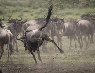 Obraz na płótnie Canvas Frisky Wildebeest, Serengeti