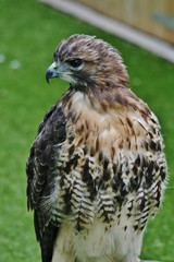 Red tailed Hawk