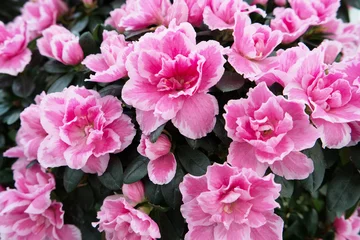 Photo sur Plexiglas Azalée Blossoming pink azalea close up