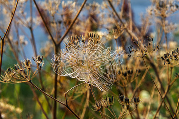 Morning spider web and dry flowers