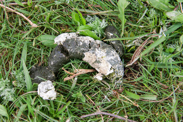 Fresh chicken excrement on green grass close-up