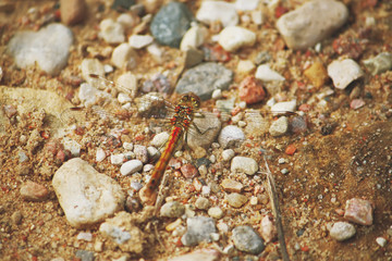 Dragonfly outdoors on wet morning