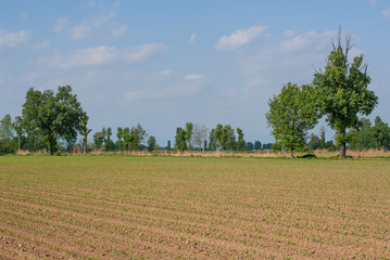 campo agricolo