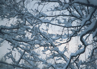 Obraz premium Snow covered tree branches