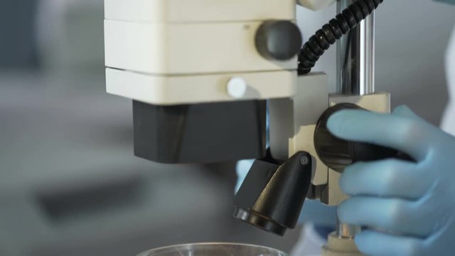 Laboratory scientist checking under microscope quality of newly bred wheat