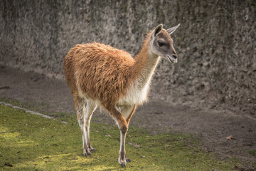 Cute lama at zoo in Berlin
