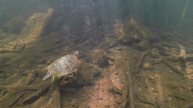 Turtle Moving Across Debris Strewn Lake Bottom