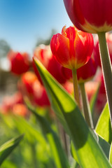 Naklejka premium Tulips in green foliage against the blue sky