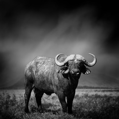Schwarz-Weiß-Bild eines Büffels