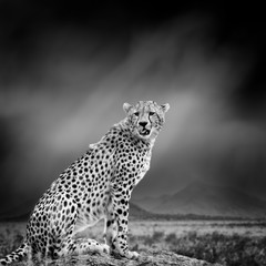 Black and white image of a cheetah