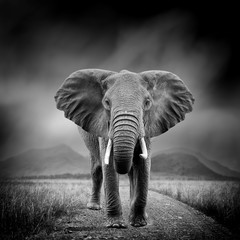 Black and white image of a elephant - obrazy, fototapety, plakaty