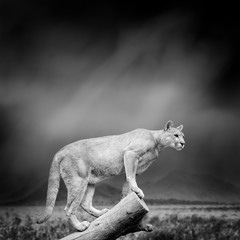 Black and white image of a puma
