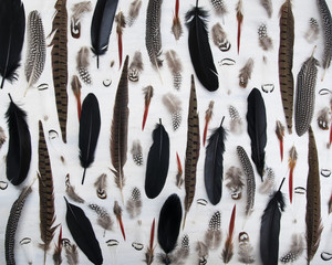 Multicolored different bird feathers on the white wooden background