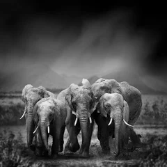 Foto op Plexiglas Grijs Zwart-wit afbeelding van een olifant