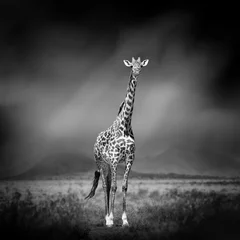 Papier Peint photo Lavable Girafe Image en noir et blanc d& 39 une girafe