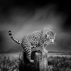 Keuken foto achterwand Panter Zwart-wit afbeelding van een luipaard