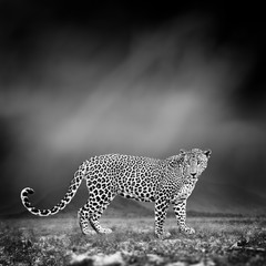 Naklejka premium Black and white image of a leopard