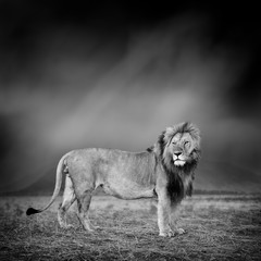 Obraz na płótnie Canvas Black and white image of a lion