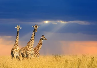 Plaid avec motif Girafe Girafe dans le parc national du Kenya