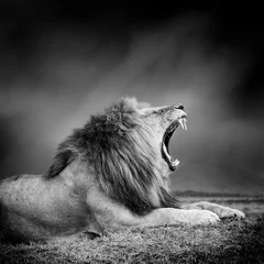 Papier Peint photo autocollant Lion Image en noir et blanc d& 39 un lion