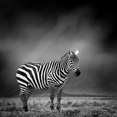 Black and white image of a zebra