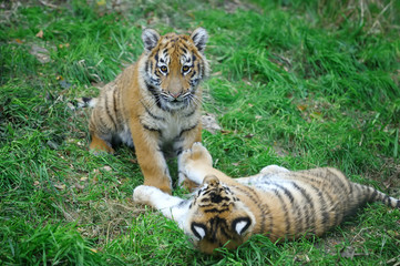 Tiger cub in grass