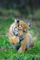 Tiger cub in grass