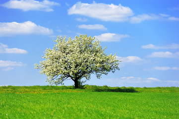 Fototapeta na wymiar Single blossoming tree in spring