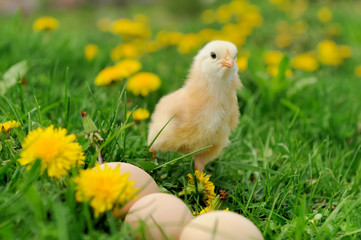 Little chickens on a grass