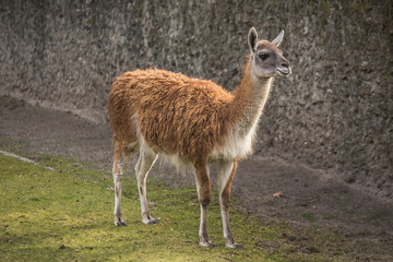 Cute lama at zoo in Berlin
