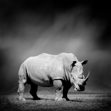 Black and white image of a rhino