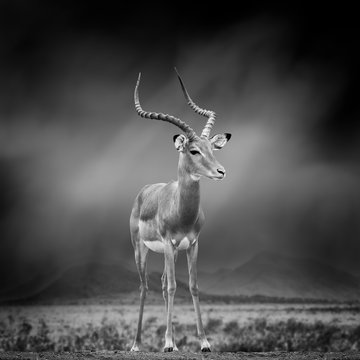 Black and white image of a impala