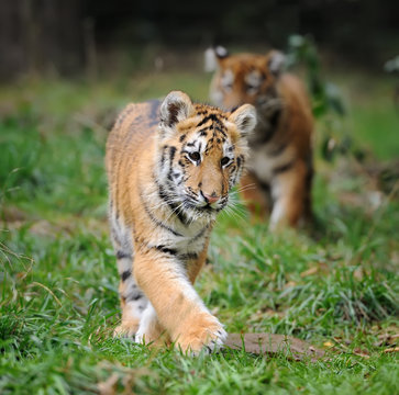 Tiger cub in grass