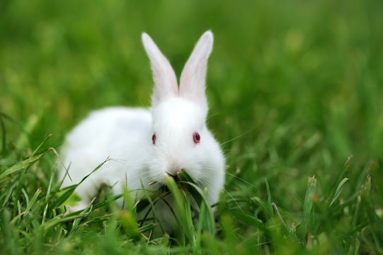 Baby white rabbits in grass