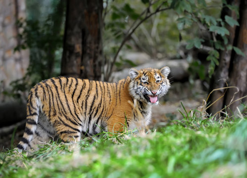 Tiger cub in grass