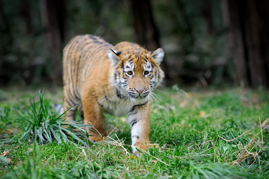 Tiger cub in grass