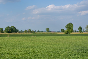 campo agricolo