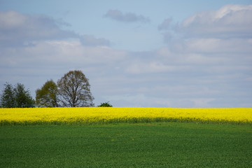 Landschaft im Frühling