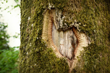 Heart shape in the old tree bark - 145500835