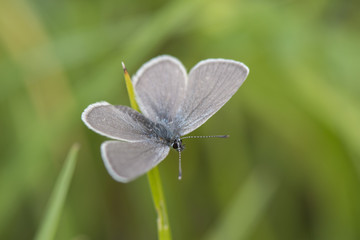 A male Small Blue butterfly at Rough Bank, Gloucestershire, England.