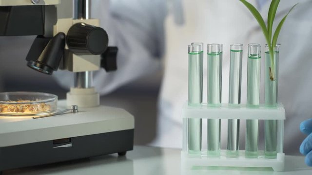 Laboratory engineer inventing substance that accelerates germination of cereals