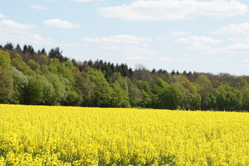 Landschaft im Frühling