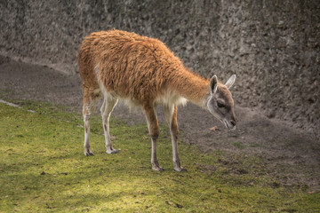 Naklejka na ściany i meble Cute lama at zoo in Berlin 