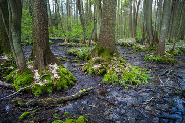 Fototapeta na wymiar Wiosna w lesie łęgowym