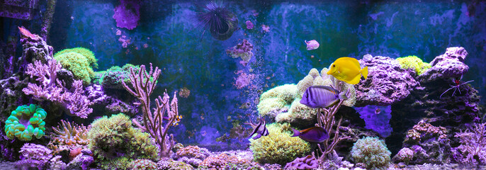 Reef tank, marine aquarium. Blue aquarium full of plants. Tank filled with water for keeping live...