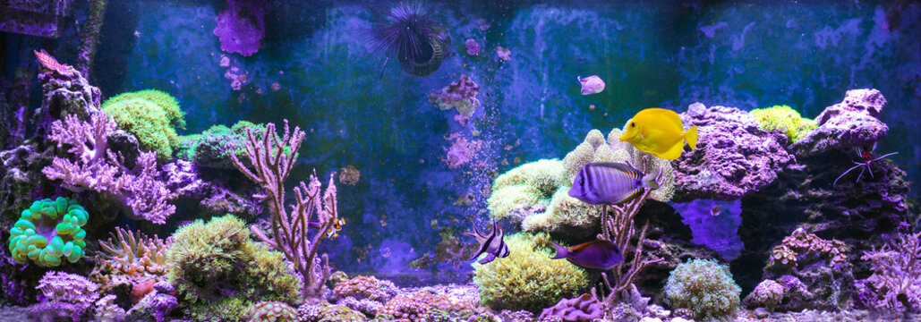 Reef tank, marine aquarium. Blue aquarium full of plants. Tank filled with water for keeping live underwater animals. Gorgonaria, Sea Fan. Clavularia. Zoanthus. Zebra apogon. Zebrasoma. Percula. 
