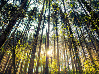 Fototapeta na wymiar Sun shining through the trees in a forest