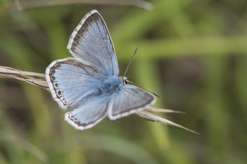 Male Chalkhill Blue butterfly at Rough Bank, Gloucestershire, England.