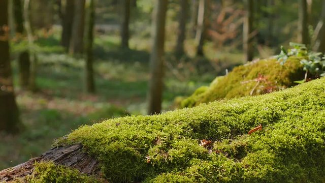 Moss growing on a rock in the forets